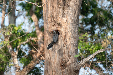 Indian Grey Hornbill