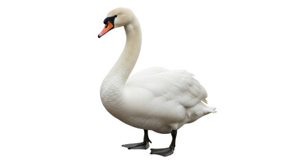 Isolated mute swan gracefully stands in profile, showcasing smooth white plumage and orange beak © Joao