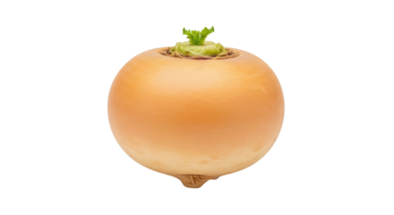 Isolated golden turnip with green sprouts and smooth skin for culinary themes and recipes