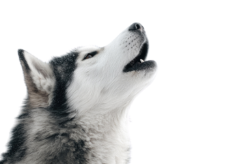 A majestic husky, covered in frost, howls powerfully upwards against a stark transparent background, showcasing its striking white and grey fur. background removed