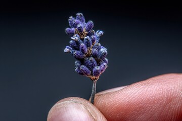 Macro close-up of dried lavender buds held gently between fingertips on dark background