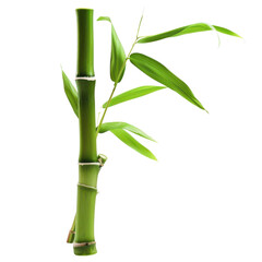Fresh green bamboo stalk with leaves for zen designs