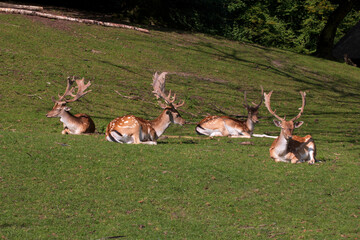 Fototapete bei efototapeten.de bestellen   