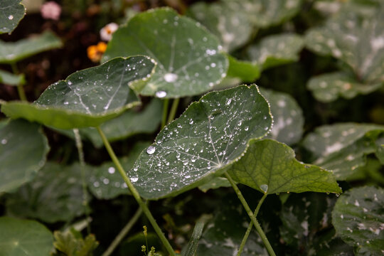 Gouttes d&rsquo;eau pos&eacute;es sur plusieurs feuilles vertes de capucine au milieu d&rsquo;une ambiance v&eacute;g&eacute;tale verte