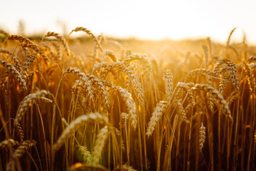Close-up of golden wheat ears sprouting in a farm field. Wheat ears grow in the rays of the sunset....