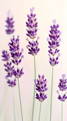 Naklejka premium Elegant Purple Lavender Flowers Close Up Soft Light Botanical Photography