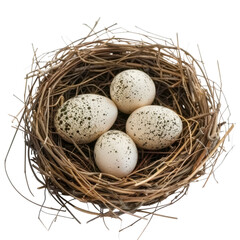 Four speckled eggs nestled safely in a cozy bird's nest waiting to hatch in spring
