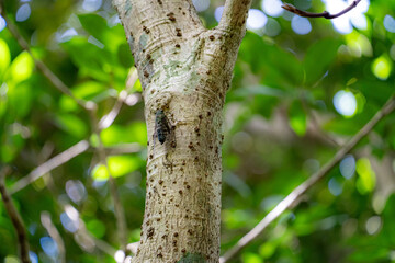 奄美大島の亜熱帯雨林、オオシマゼミ