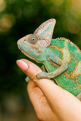 Chameleon Vibrant Portrait,
Colorful Reptile Concept,
Exotic Lizard Beauty,
Camouflage Nature Art,
Wildlife Texture Detail,
Tropical Creature Focus,
Adaptive Animal Concept,
Green Reptile Elegance