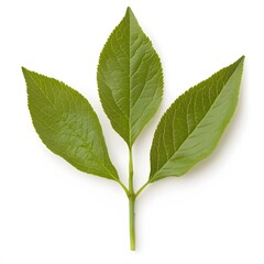 Fototapeta premium Vibrant Green Leaves Sprig Nature Botany