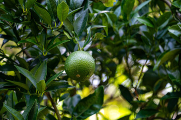 奄美大島のタンカンの実
