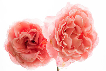 白い背景にピンク色のバラの花が二輪咲いている