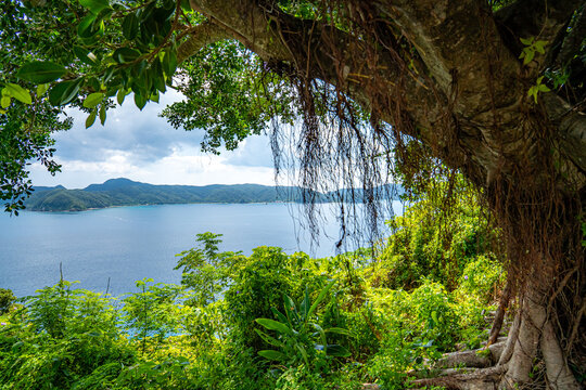 ガジュマルの木」の写真素材 | 4,205件の無料イラスト画像 | Adobe Stock