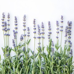 Elegant Lavender Flowers Flatlay White Background Floral Border