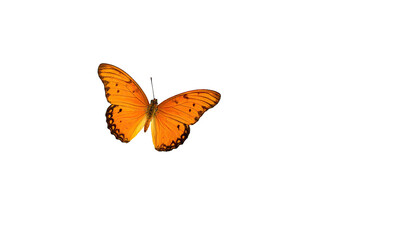 An isolated, vibrant orange butterfly with black spots against a stark black background