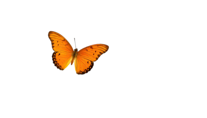 An isolated, vibrant orange butterfly with black spots against a stark black background