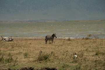 Zebra walking along the shore of a lake with others resting nearby in Tanzania&rsquo;s Ngorongoro Crater.