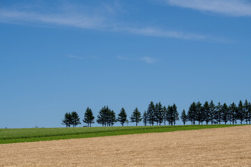 Blue sky, golden fields and rows of trees