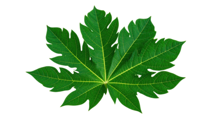 Close-up of a vibrant green, deeply lobed leaf against a solid black background