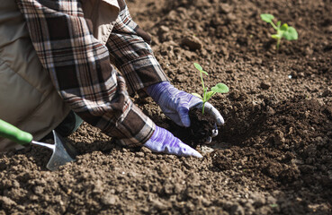 Spring vegetable planting and agriculture. Pumpkin, zucchini, or squash seedlings are planted in the ground. A woman's hands, wearing gardening gloves, hold a young plant.
