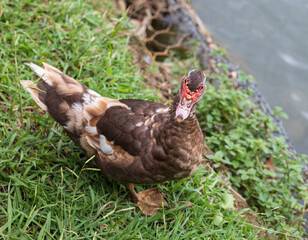 A duck is standing on the grass near a body of water