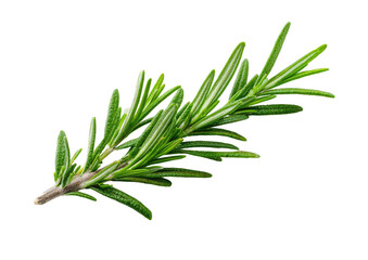 Fototapeta premium Green rosemary sprig with needle leaves