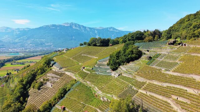 Aerial view of the terraced vineyards of Mines de Sel de Bex creating a tapestry of greens and browns under the expansive blue sky, Bex, Vaud, Switzerland.
