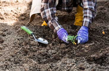 Spring vegetable planting and agriculture. Pumpkin, zucchini, or squash seedlings are planted in the ground. A woman's hands, wearing gardening gloves, hold a young plant.