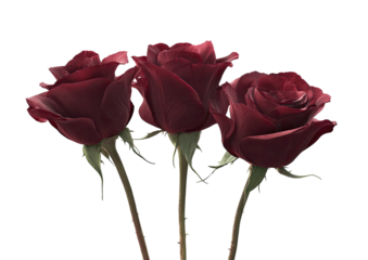 Three dark red roses in a group on black background