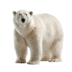 A majestic polar bear with thick white fur stands confidently, looking directly forward against a plain transparent background, highlighting its powerful presence. background removed