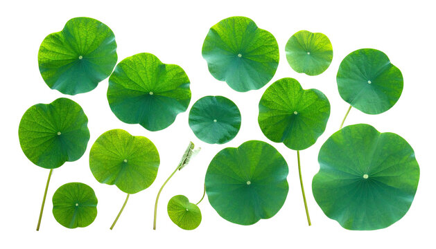 Group of vibrant, rounded green lily pads on a stark black background