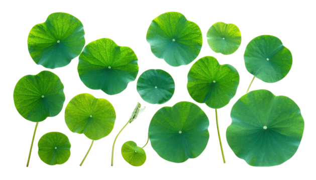 Group of vibrant, rounded green lily pads on a stark black background