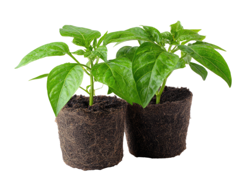 Two vibrant green seedling plants in peat pots