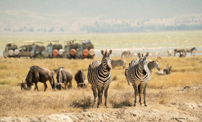 Two zebras standing alert with wildebeests grazing and safari vehicles in the background in Tanzania’s Ngorongoro Crater.
