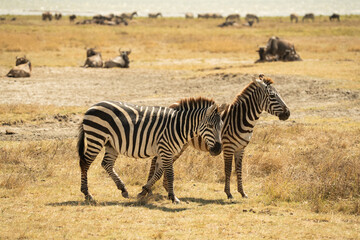 Pair of zebras walking together on sunlit grassland with wildebeests resting in the background in Tanzania’s Ngorongoro Crater.