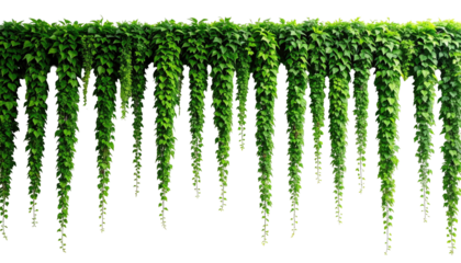 Lush green vines cascade downwards, creating a vibrant natural border