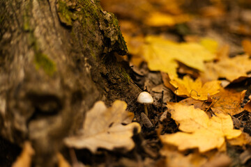 Small mushroom growing among dry autumn leaves on forest floor
