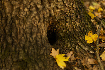 Tree trunk with natural hollow surrounded by fallen oak leaves