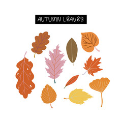 Set of different hand drawn fallen autumn leaves. Botanical garden vector clipart. Collection of linden, oak, maple, ginkgo, hornbeam and crisp colorful leaf from other forest trees.