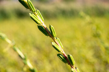 Lots of young green - yellow sesame plant, Green sesame pods in nature, green food with nature background, Sesame seed on tree in the field Stock Photo, Sesame, Agriculture, Branch - Plant Part, Bush