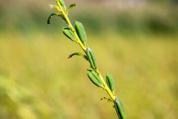 Lots of young green - yellow sesame plant, Green sesame pods in nature, green food with nature background, Sesame seed on tree in the field Stock Photo, Sesame, Agriculture, Branch - Plant Part, Bush
