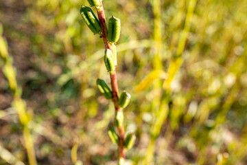 Lots of young green - yellow sesame plant, Green sesame pods in nature, green food with nature background, Sesame seed on tree in the field Stock Photo, Sesame, Agriculture, Branch - Plant Part, Bush