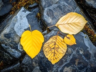 Autumn Leaves on Dark Stone,  Nature Photography