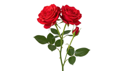 Isolated red rose flower arrangement featuring two blooms and a bud, studio shot, plant design