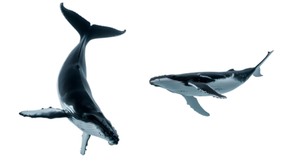 Two humpback whales swimming in the ocean, one breaching, isolated on transparent background