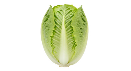 Isolated Romaine lettuce head, fresh, healthy eating, raw food, vegan food, plant-based diet