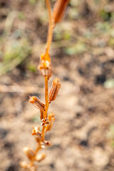 Lots of young green - yellow sesame plant, Green sesame pods in nature, green food with nature background, Sesame seed on tree in the field Stock Photo, Sesame, Agriculture, Branch - Plant Part, Bush
