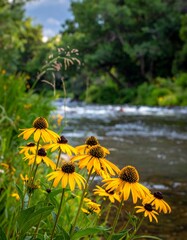 Yellow wildflowers by a rushing river