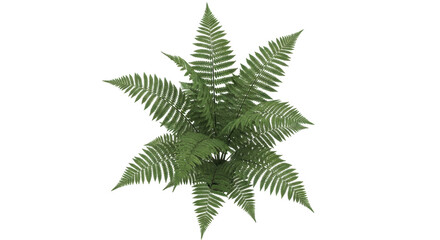 Isolated fern plant for decoration in green, tropical foliage for home decor or landscaping