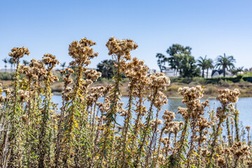 Isocoma menziesii, flowering plant in family Asteraceae, Menzies' goldenbush. Malibu Lagoon State Beach, Malibu is a beach city in the Santa Monica Mountains region of Los Angeles County, California.